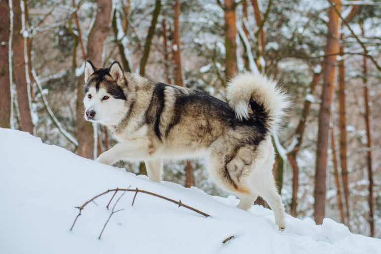 Alaskan malamute hundras