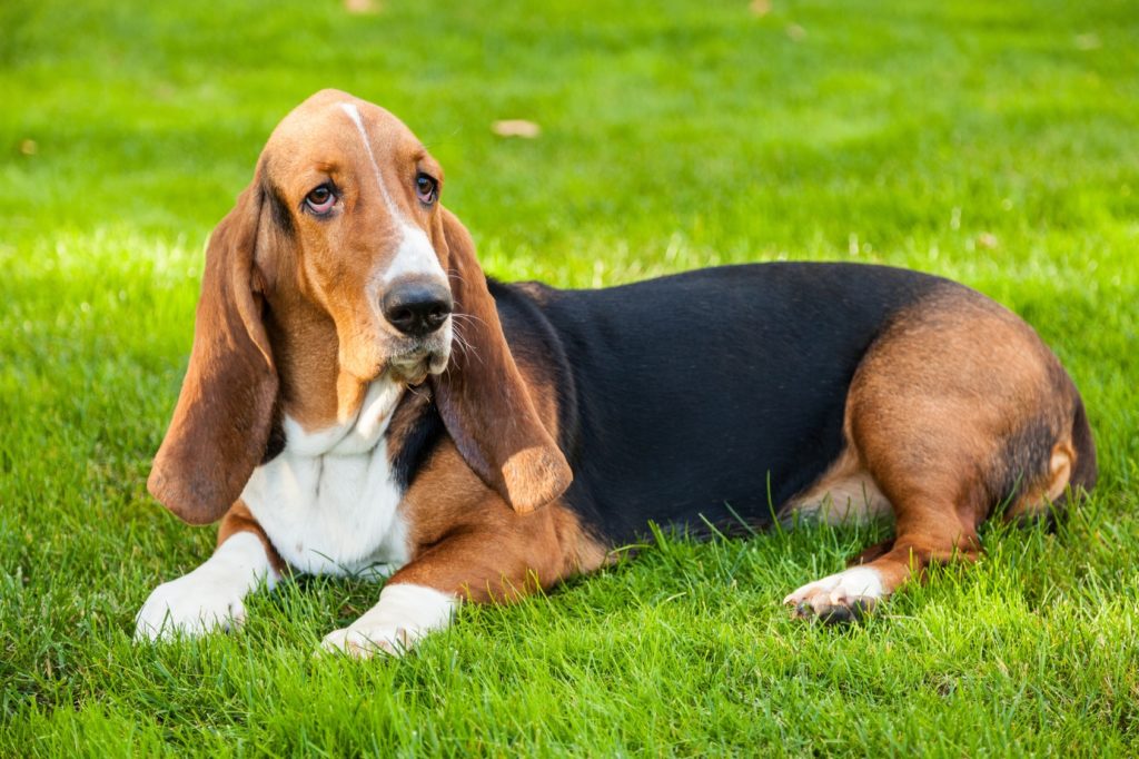 En Basset Hound som vilar i gräset