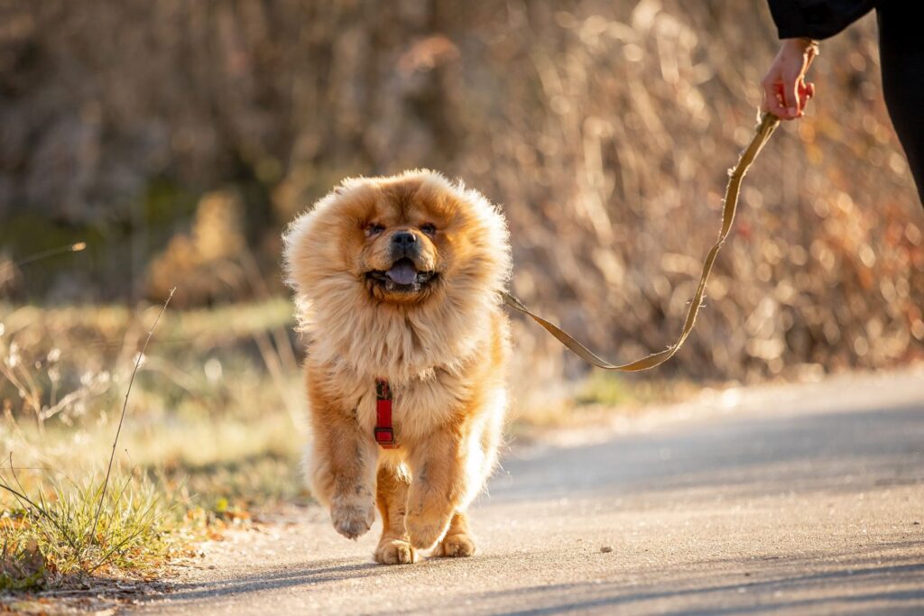 en chow chow ute på språng