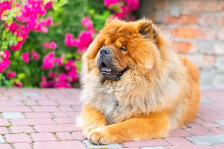 chow chow hundras