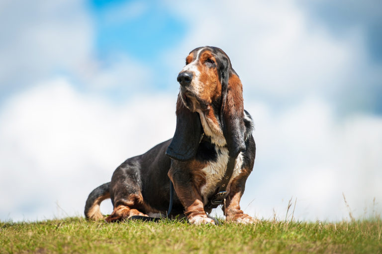 En ståtlig Basset hound