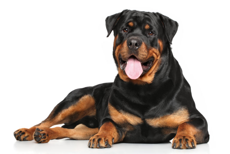 Rottweiler rasporträtt