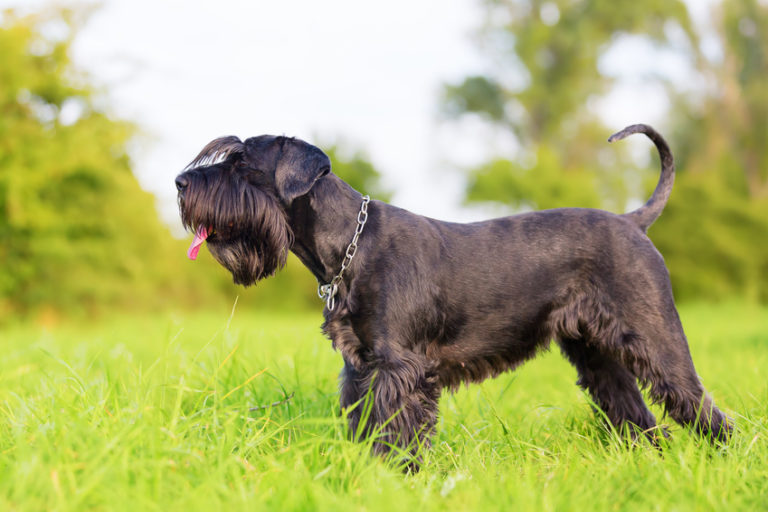 En Schnauzer hund i gräset