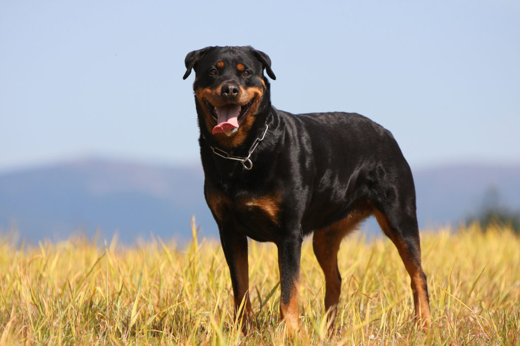 en lycklig Rottweiler på en sommaräng