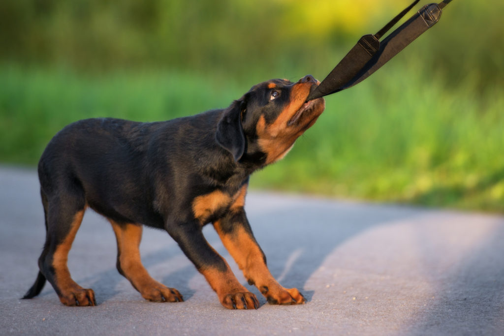 rottweiler-welpe-1024×683