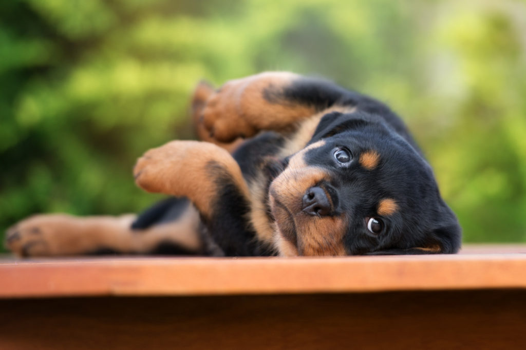 rottweiler-welpe-süss-1024×683