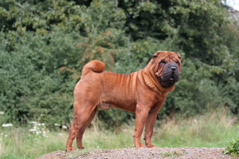 Shar pei hundras