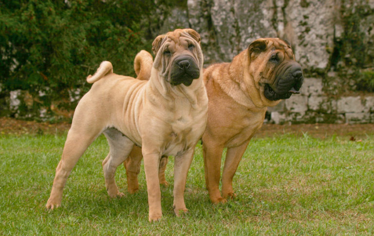 Två Shar Pei hundar i gräset