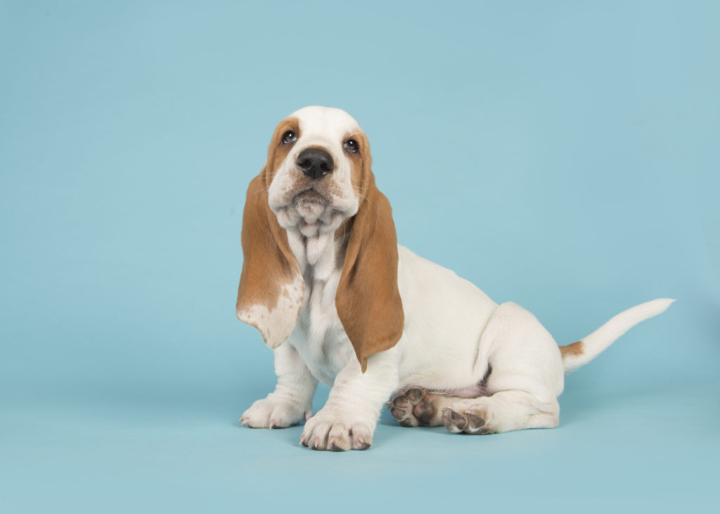 En basset hound valp mot en blå bakgrund