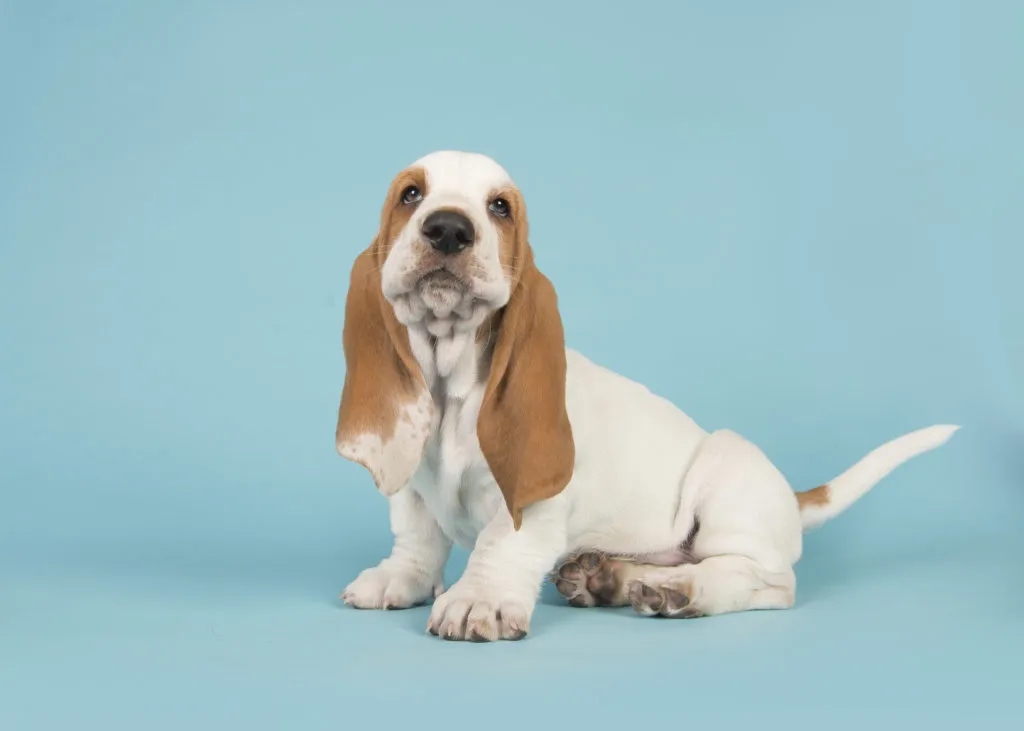 En basset hound valp mot en blå bakgrund