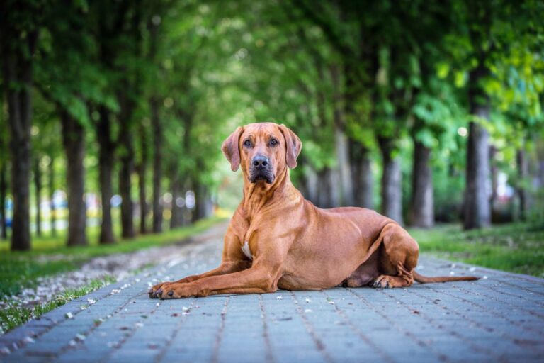 Rhodesian ridgeback hundras