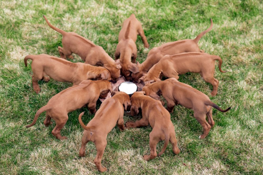 Rhodesian ridgeback valpar som äter