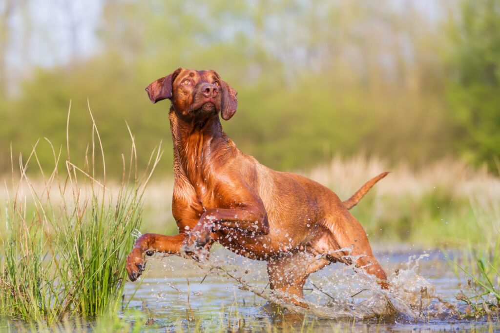 en Rhodesian ridgeback som leker i vattnet