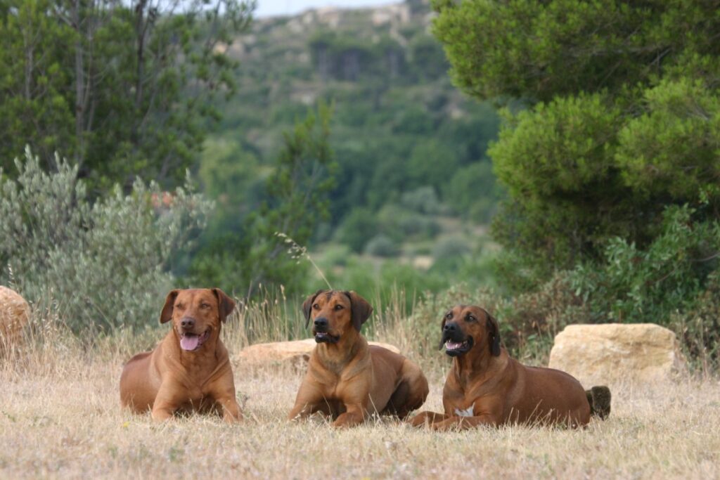 tre Rhodesian Ridgeback ute på savannen