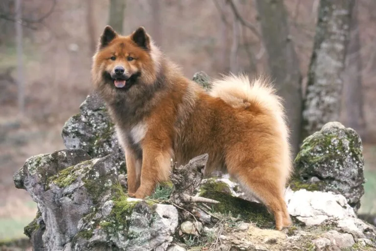 En vacker eurasier i skogen som njuter av vädret