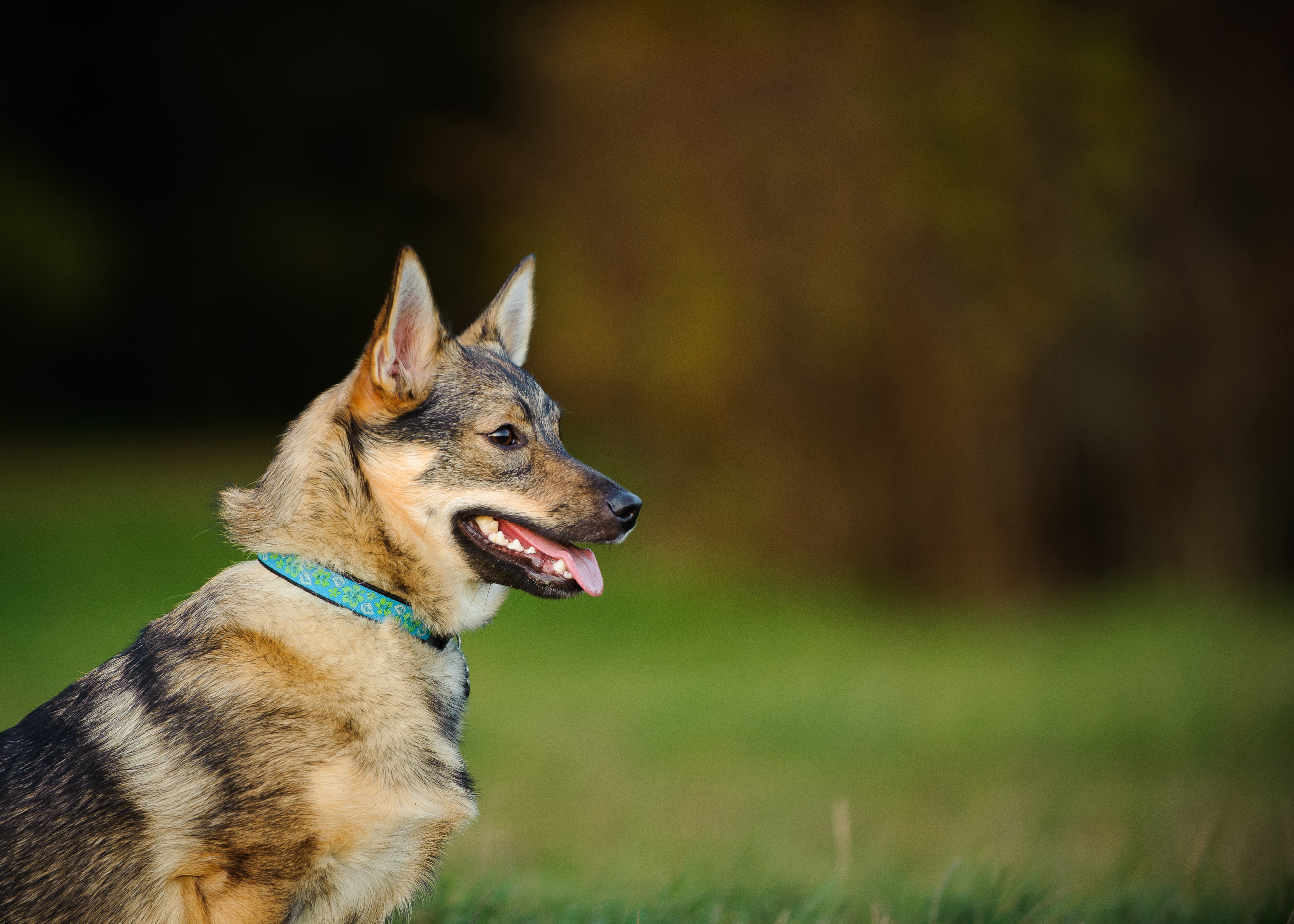 Svensk Vallhund porträtt mot naturlig bakgrund