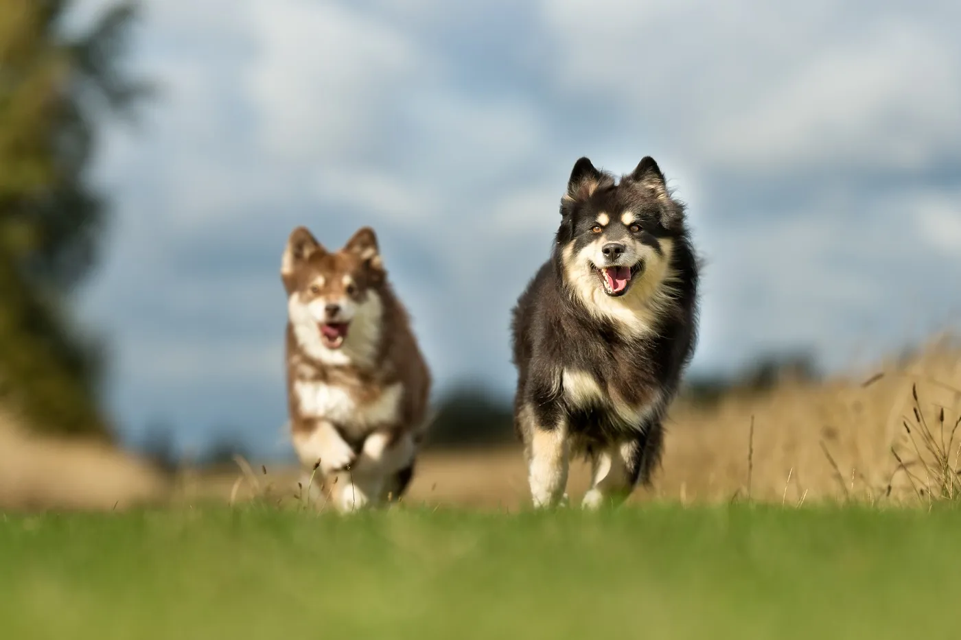 Renrasig vuxen Finnischer Lapphund utomhus i naturen