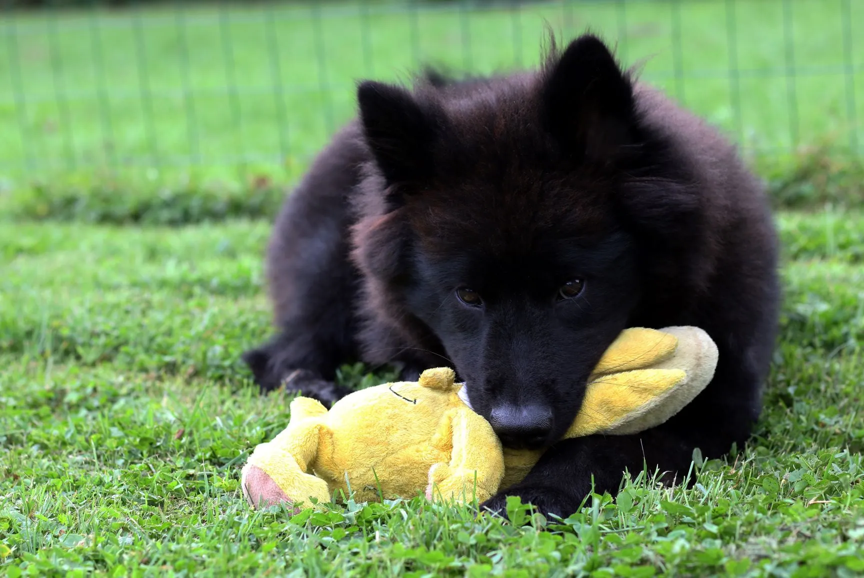 En svart Eurasier-valp leker med sin leksak i gräset