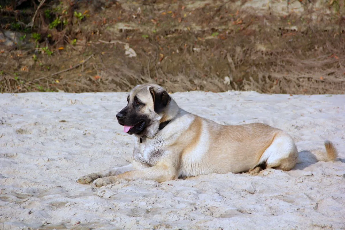 kangal hund som ligger på sanden