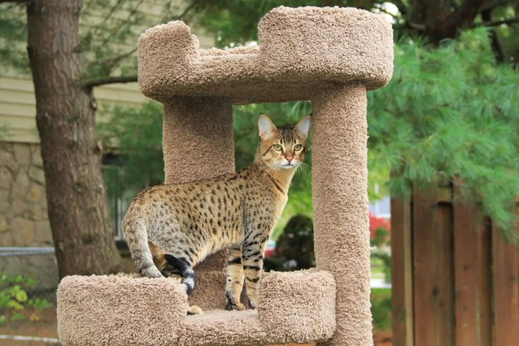 Savannah katt. Vacker guldfläckig och randig Serval Savann