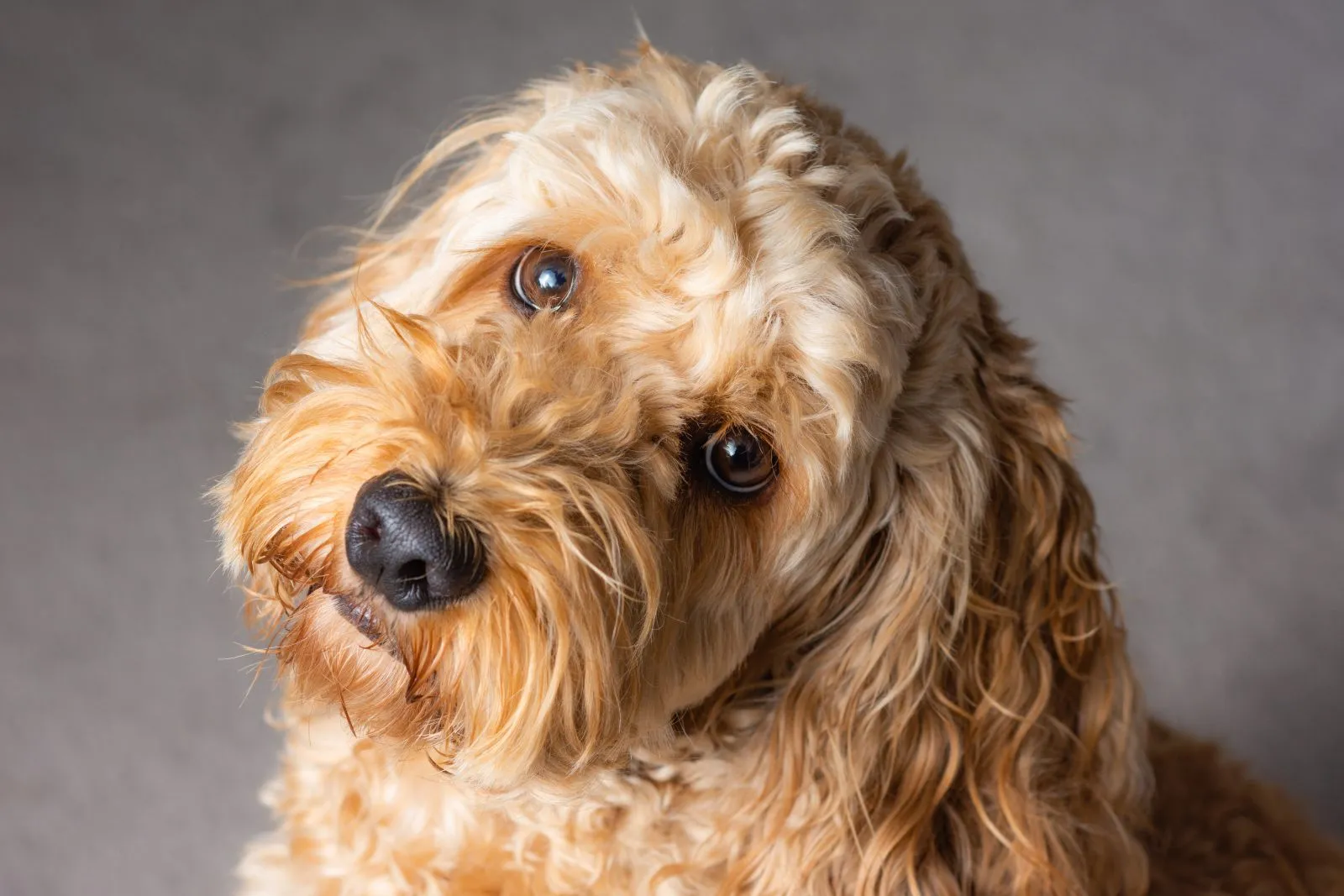 Cockapoo tittar in i kameran med huvudet lätt på sned