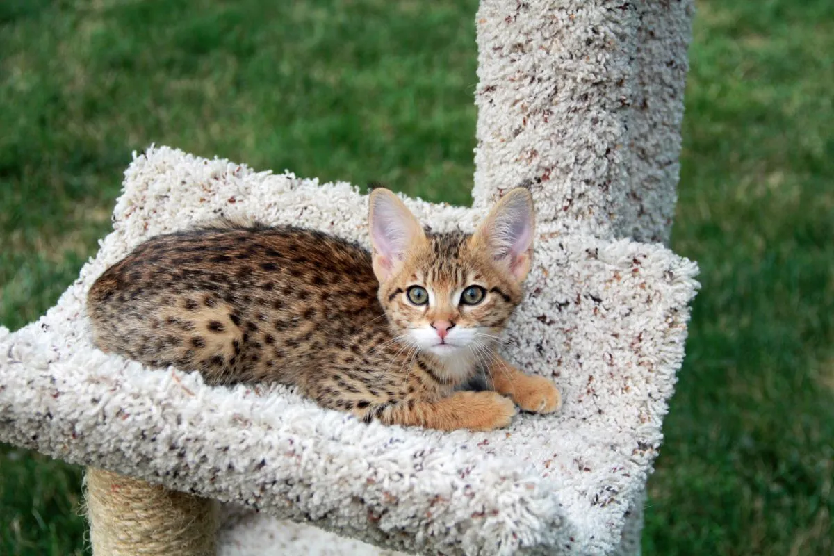 Savannah katt. Vacker fläckig och randig guldfärgad Serval