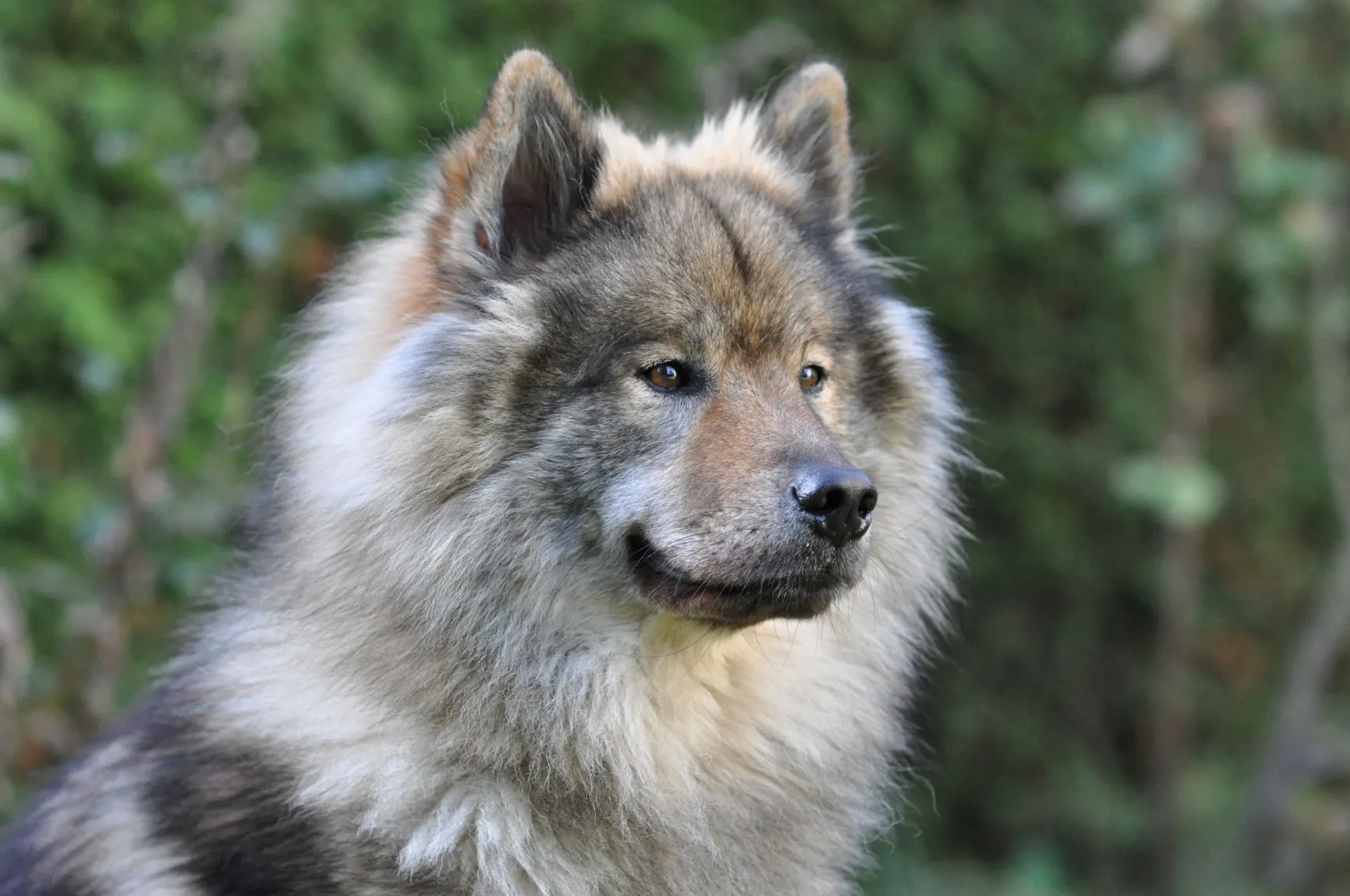 En underbar Eurasier i skogen