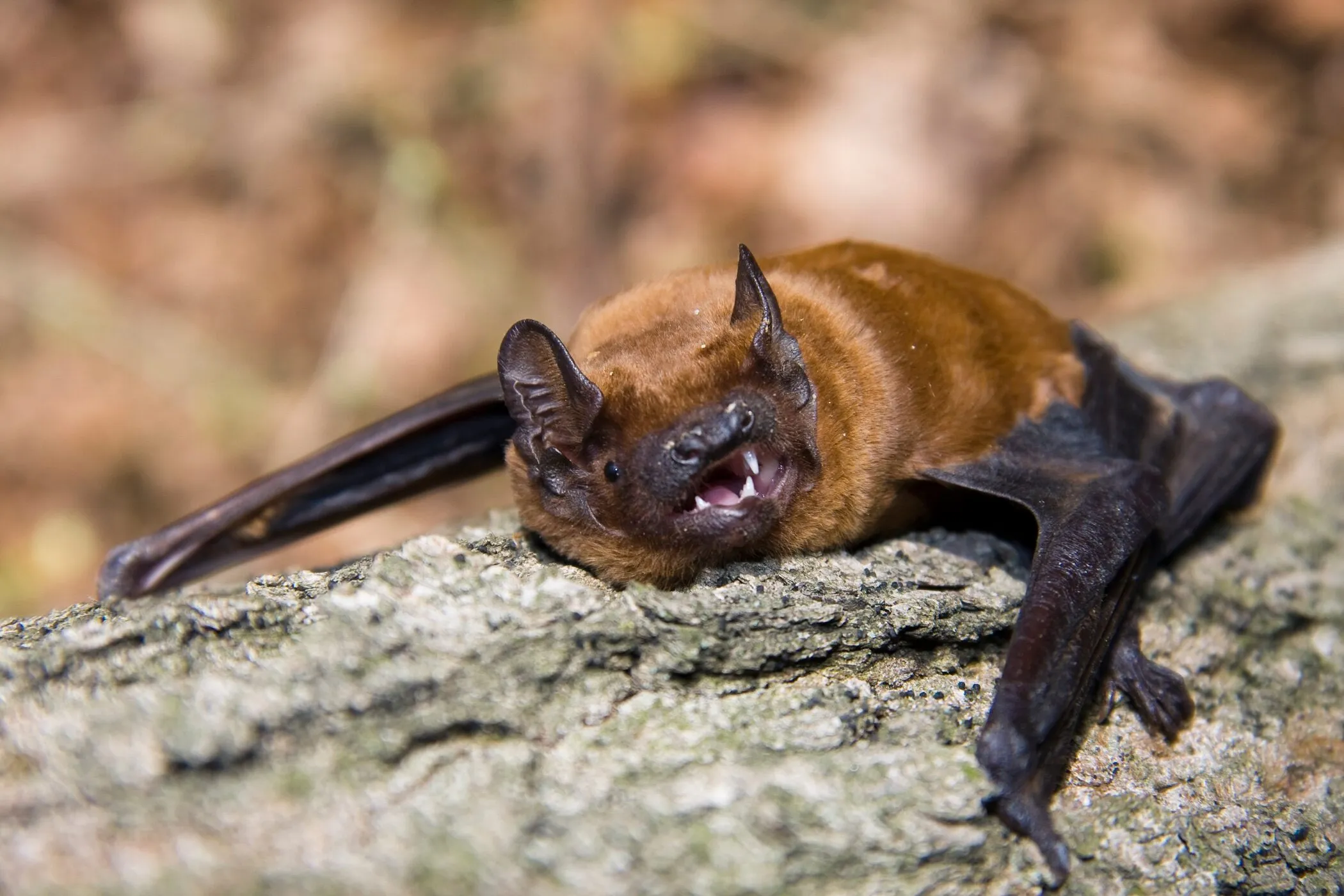 Vanlig nattskärra (Nyctalus noctula)