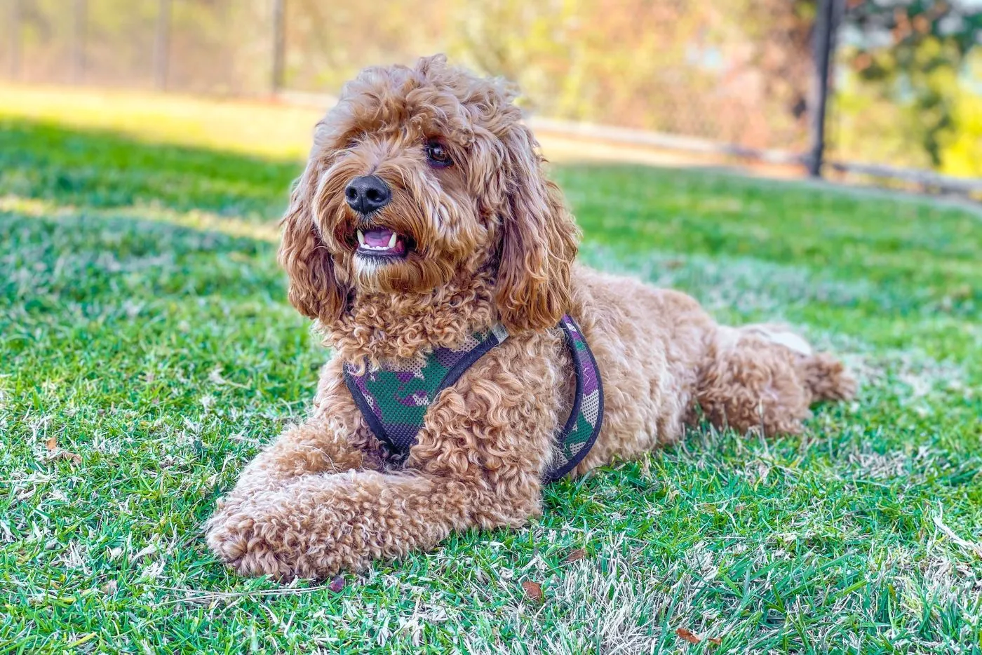 Cavapoo hund i parken