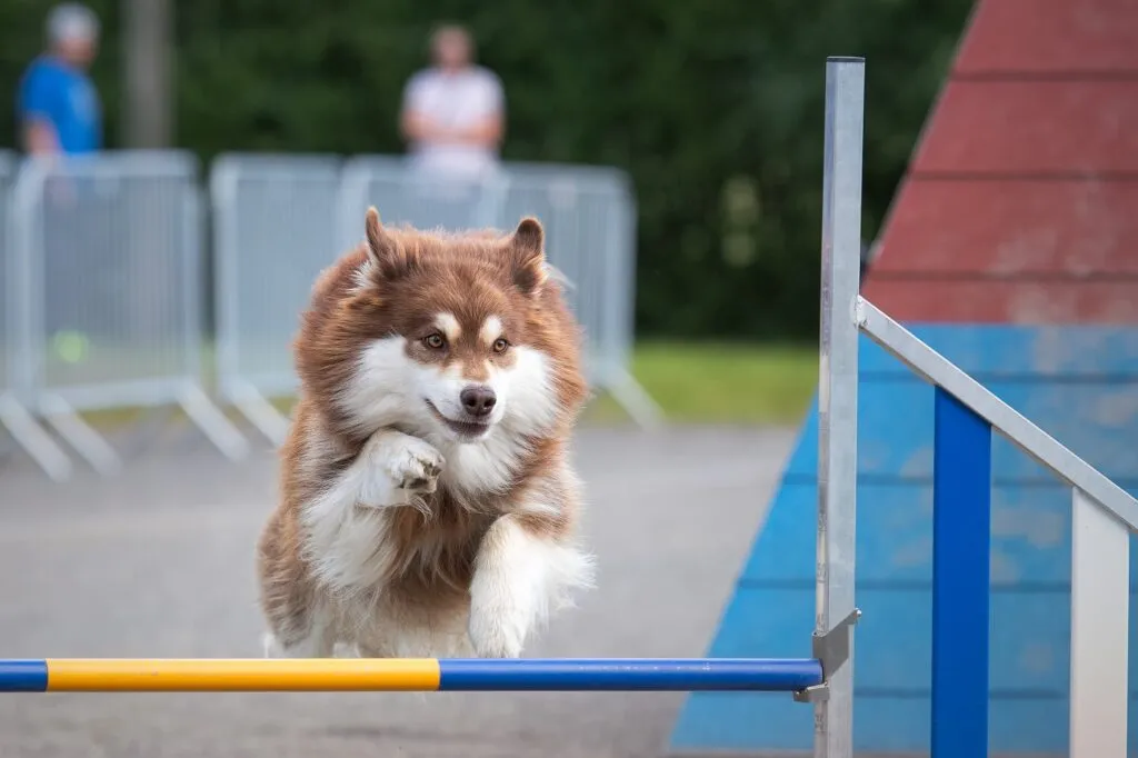 Finsk lapphund hoppar över ett agilityhinder