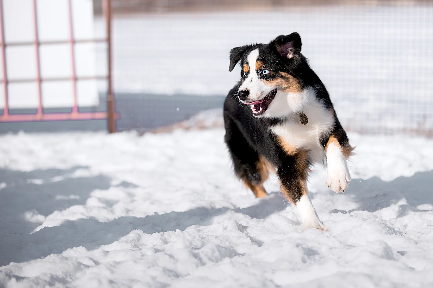 Amerikansk schäferhund i miniatyr är glad när han leker i snön
