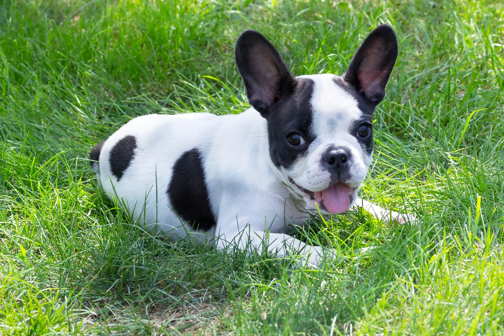 Fransk bulldogvalp i gräset