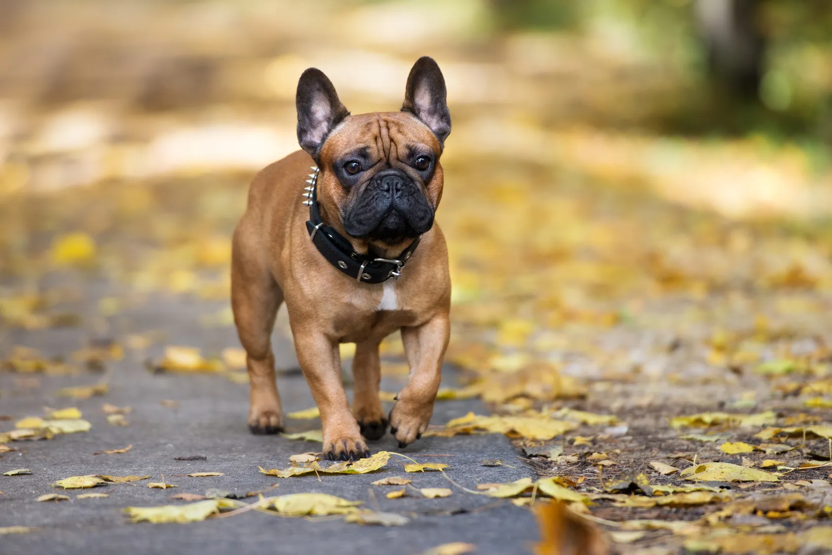 fransk bulldog promenader i parken på hösten