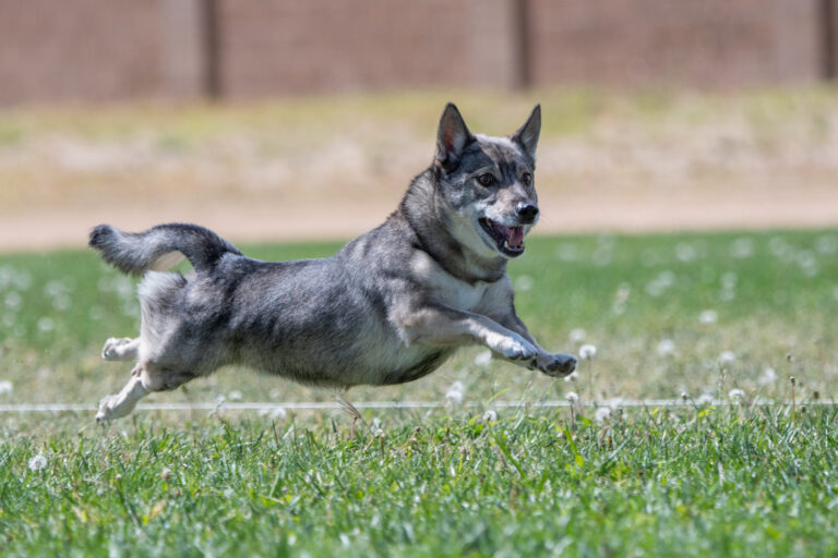 Svensk Vallhund utan fötter på marken jagar ett lockbete i en tävling