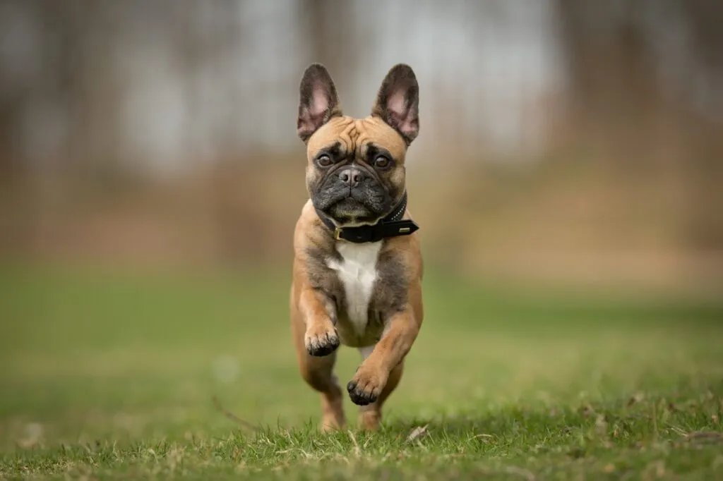 Frisk renrasig hund fotograferad utomhus i naturen en solig dag.