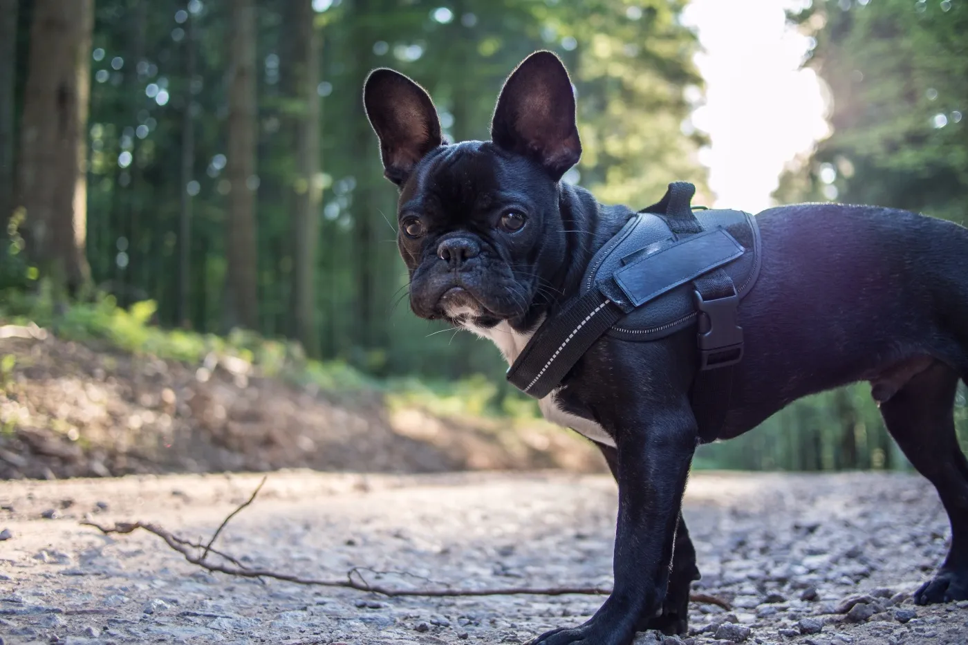 En fransk bulldog står på en skogsstig och tittar