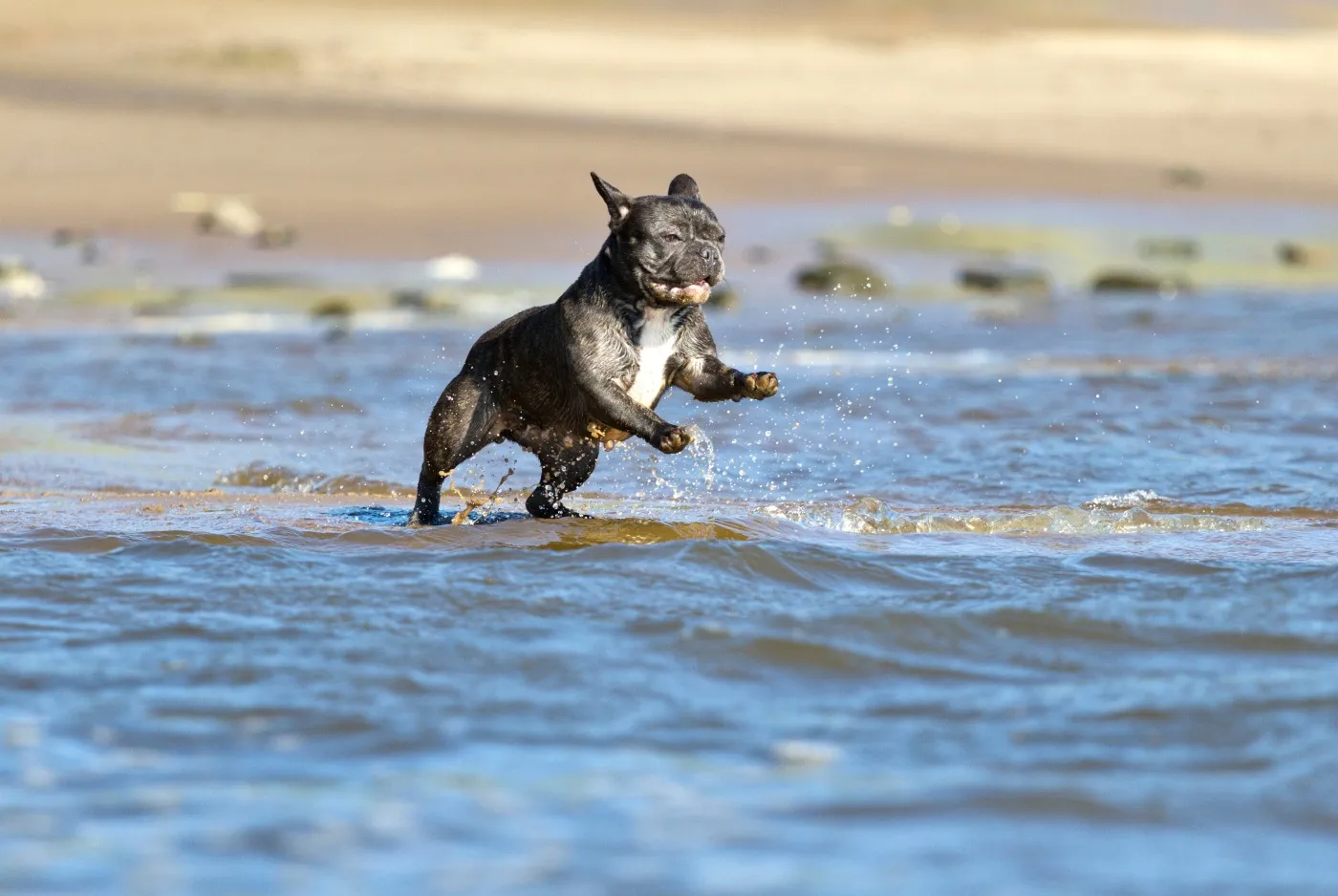 Fransk bulldog springer längs strandens vattenlinje