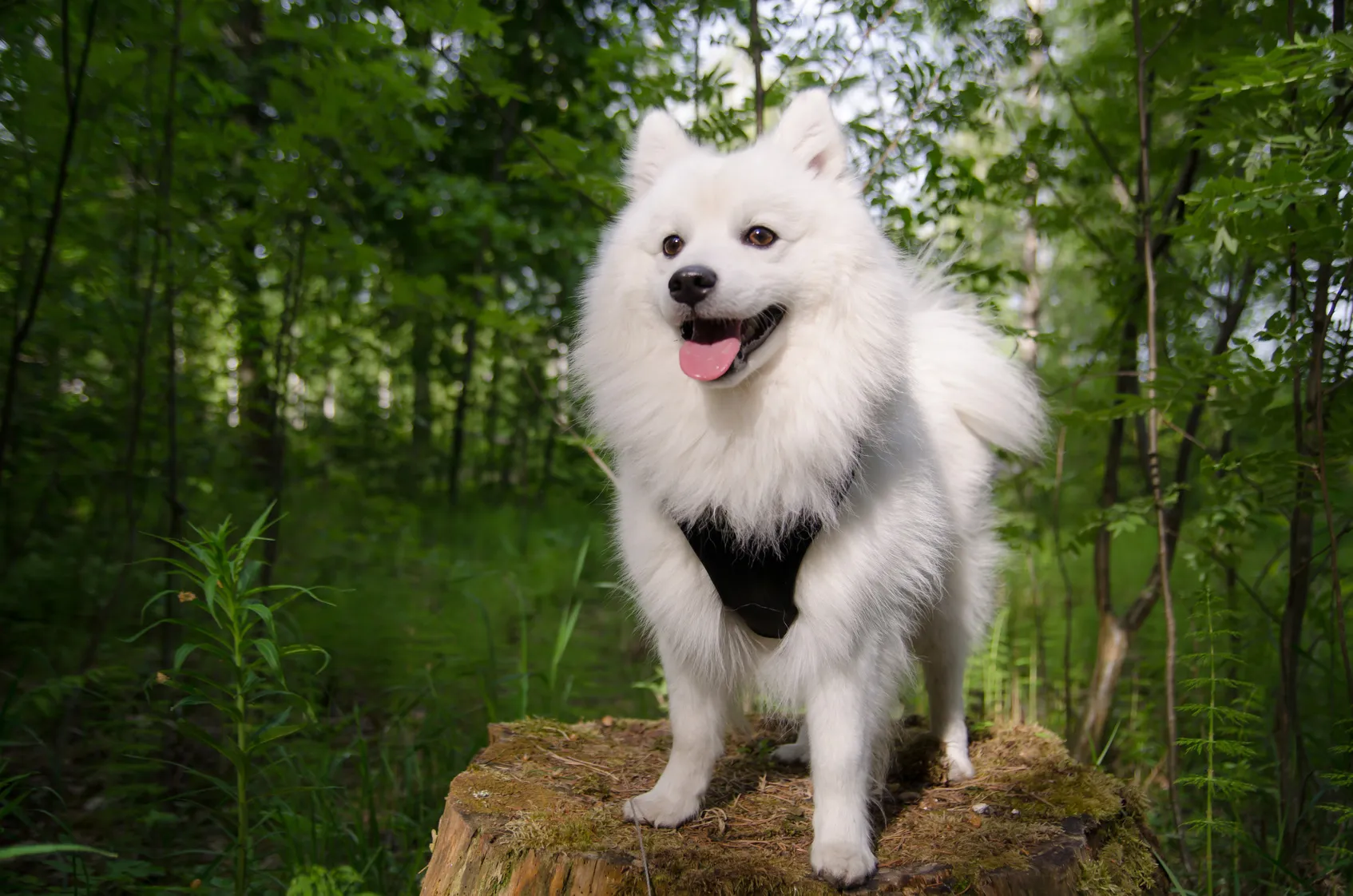 Glad japansk spets i skog