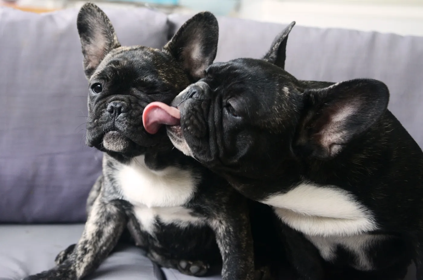 fransk bulldog syskon