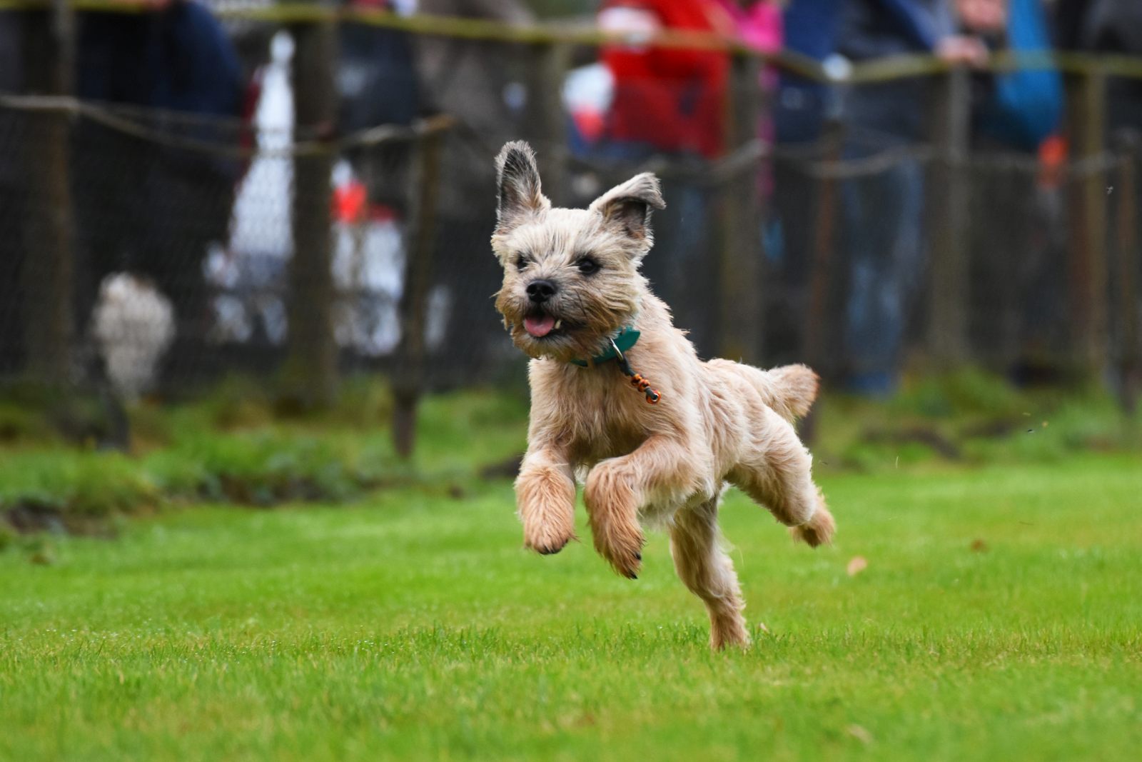 Border terrier springer i gräset
