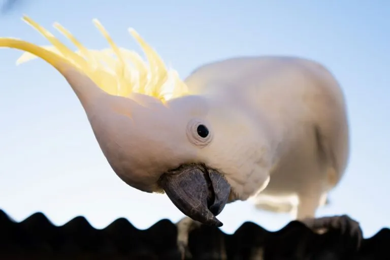 Cockatoos är alltid med på lite skoj. Cockatoos är alltid med på lite skoj.