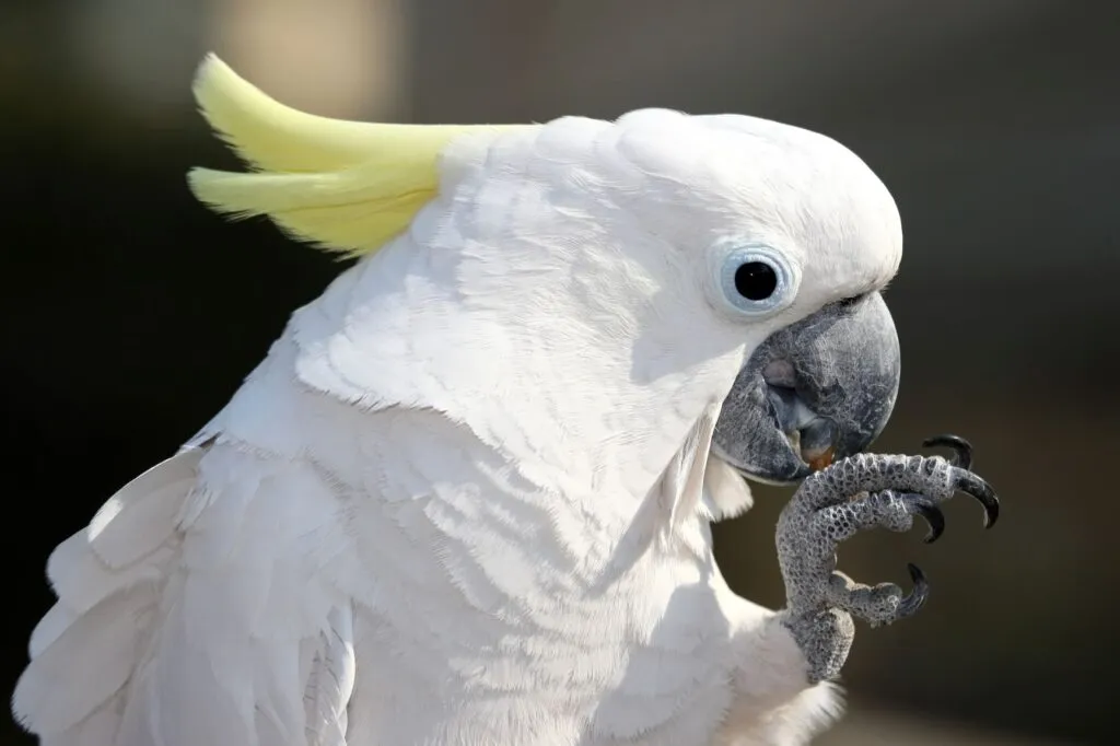 Cockatoos är sällskapliga och intelligenta fåglar Cockatoos är sällskapliga och intelligenta fåglar