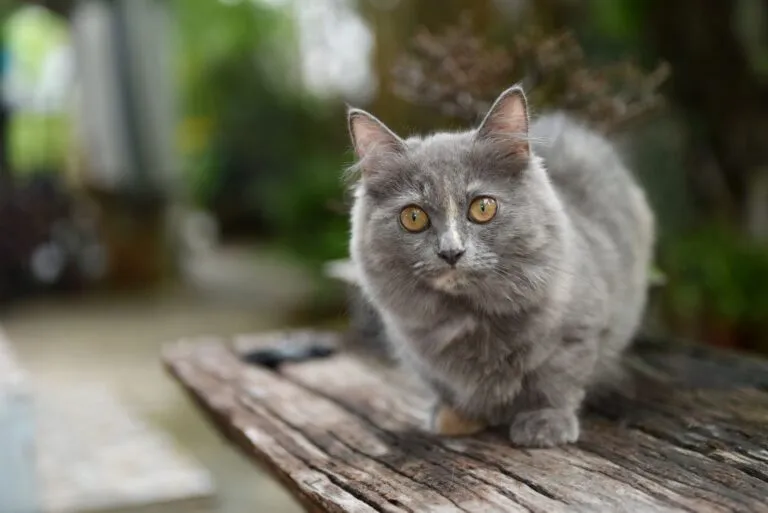 Munchkin-katten finns i alla tänkbara färger