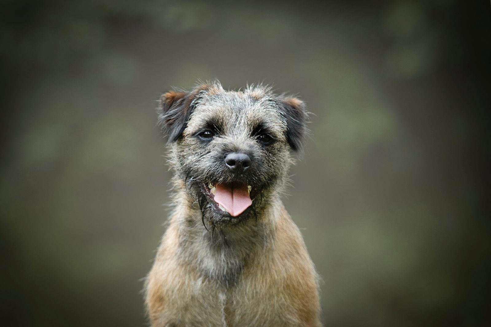 Fantastisk border terrier hund porträtt av huvud