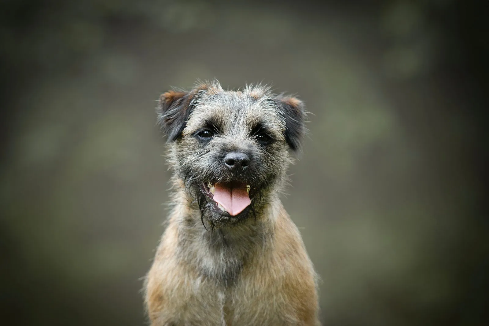 Fantastisk border terrier hund porträtt av huvud