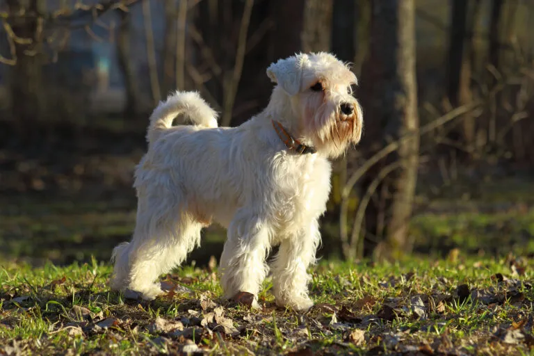 Vit Zwergschnauzer tittar in i fjärran