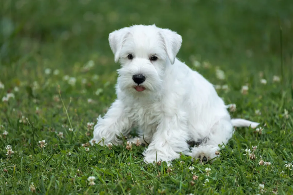 Dvärgschnauzern har ärvt schnauzerns karaktäristiska utseende.