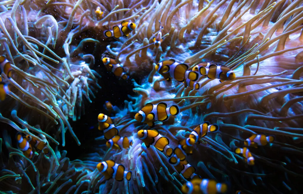 Anemonefisk är en av de få marina fiskar som kan odlas i akvariet.