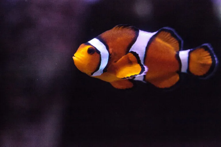 Clownfisk i ett akvarium med marina fiskar och rev, håller sig nära sin värdanemon