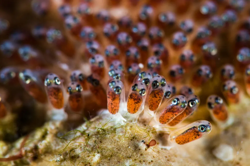 Anemonefisk är en av de få marina fiskar som kan odlas i akvariet.